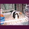 Guinnie Pig Elvis 02.jpg